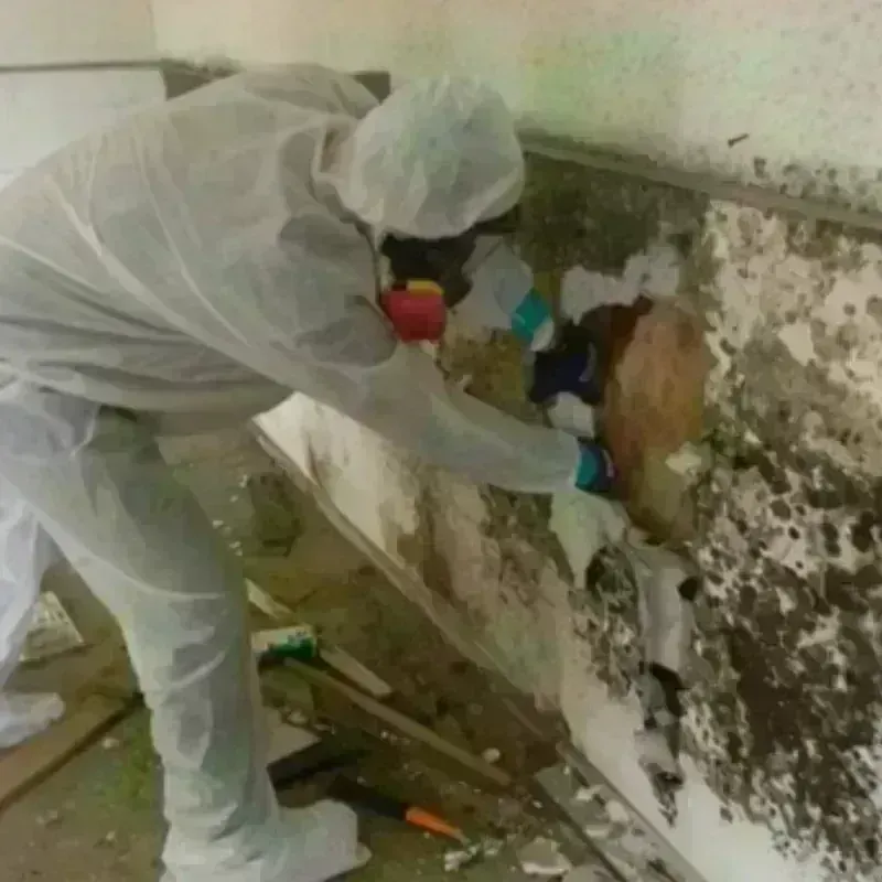 Mold Remediation and Removal in North Mankato, MN